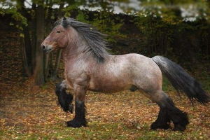 Belgijski horling horse - idealna rasa sportów i pokazów